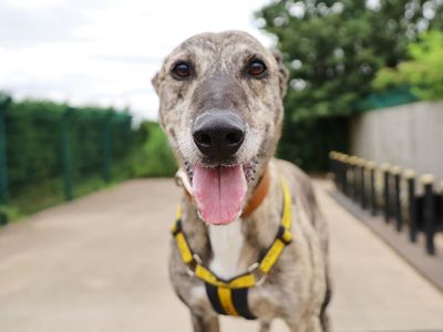 Gino, a 4 years old male Lurcher available for adoption from Dogs Trust in West Yorkshire