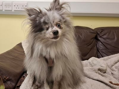 Cookie | Pomeranian | Ilfracombe - 1
