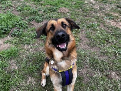 Prince | German Shepherd Dog Cross | Snetterton (Norfolk) - 3