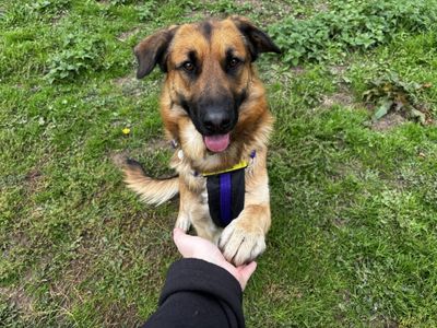 Prince | German Shepherd Dog Cross | Snetterton (Norfolk) - 3