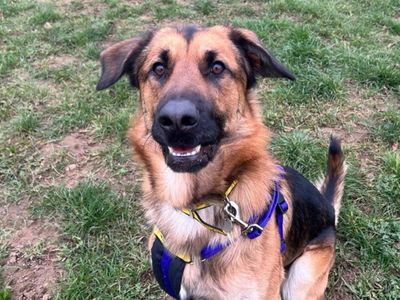 Prince | German Shepherd Dog Cross | Snetterton (Norfolk) - 1