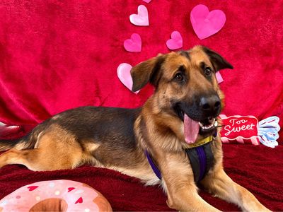 Prince | German Shepherd Dog Cross | Snetterton (Norfolk) - 5