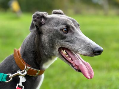 Bonnie | Greyhound | Salisbury (Wiltshire) - 3