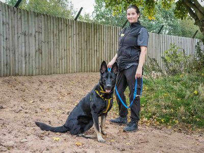 Dandelion | German Shepherd Dog | Loughborough - 3