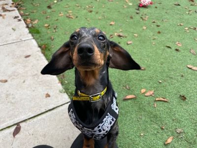 Reggie | Dachshund (Miniature Smooth Haired) | Merseyside (Liverpool) - 1