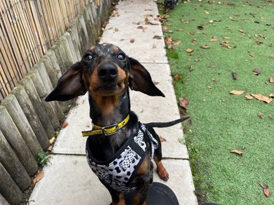 Reggie | Dachshund (Miniature Smooth Haired) | Merseyside (Liverpool) - 3