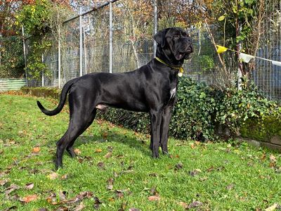 George | Rottweiler Cross | Cumbria - 3
