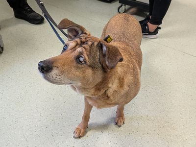 Violet | Terrier (Jack Russell) Cross | Leeds - 2