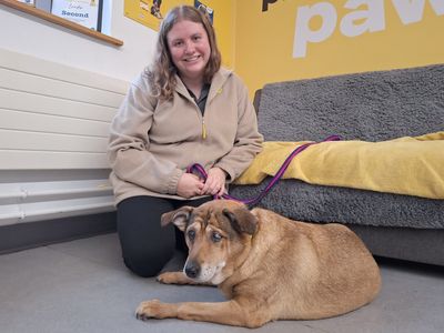 Violet | Terrier (Jack Russell) Cross | Leeds - 3