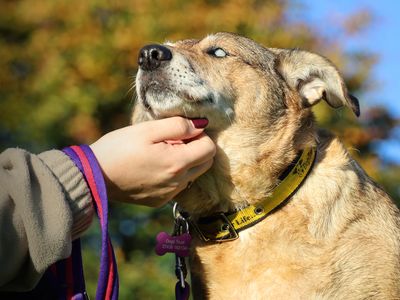 Violet | Terrier (Jack Russell) Cross | Leeds - 3