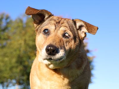 Violet, a 8 years old female Jack Russell Terrier available for adoption from Dogs Trust in Leeds