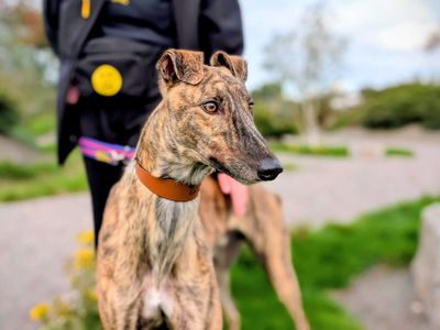 Neville | Greyhound | Cardiff - 3