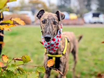 Neville, a 4 years old male Greyhound available for adoption from Dogs Trust in Cardiff