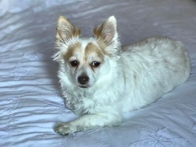 Chuck | Chihuahua (Long Coat) | Basildon (Essex) - 2