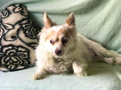 Chuck | Chihuahua (Long Coat) | Basildon (Essex) - 3