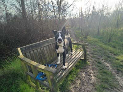Flynn | Siberian Husky Cross | Basildon (Essex) - 3