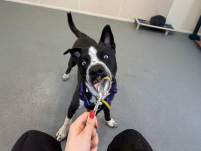 Flynn — Siberian Husky Cross