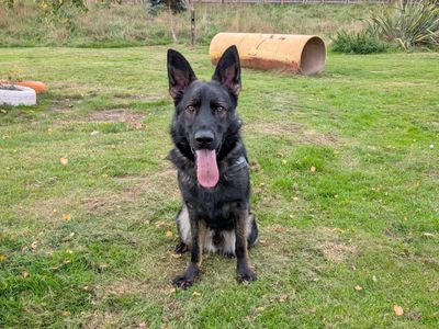 Chase | German Shepherd Dog | Harefield West London - 1
