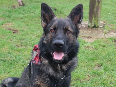 Chase | German Shepherd Dog | Harefield West London - 3