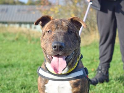 Dave | Terrier (Staffordshire Bull) Cross | Harefield West London - 3