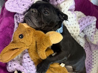 Doris, a 9 years old female French Bulldog X available for adoption from Dogs Trust in Greater London