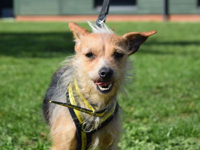 Dorothy — Mixed Breed