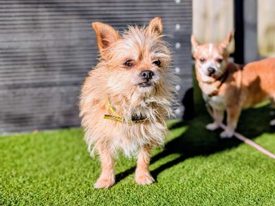 Pixie | Chihuahua (Smooth Coat) | Cardiff - 3