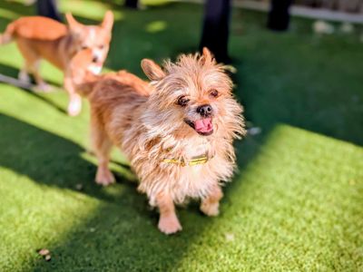 Pixie | Chihuahua (Smooth Coat) | Cardiff - 2
