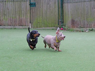 Ivy | Dachshund (Wire Haired) | Glasgow - 3