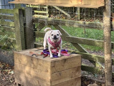 Daisy | Pug | Darlington - 2