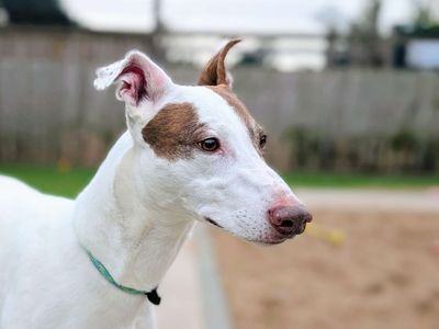 Mocha, a 8 years old male Greyhound available for adoption from Dogs Trust in Cardiff