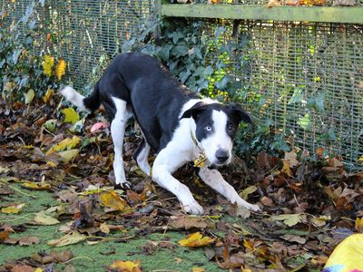 Batman | Terrier (Staffordshire Bull) Cross | Merseyside (Liverpool) - 3