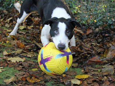 Batman | Terrier (Staffordshire Bull) Cross | Merseyside (Liverpool) - 5