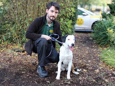 Trixie | Terrier (Staffordshire Bull) Cross | Merseyside (Liverpool) - 3