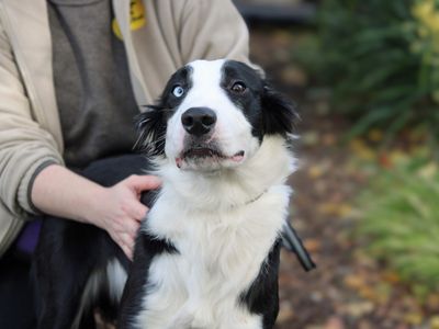 Lola | Terrier (Staffordshire Bull) Cross | Merseyside (Liverpool) - 2