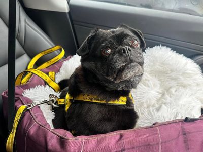 Carly | Terrier (Jack Russell) Cross | Bridgend (Wales) - 2