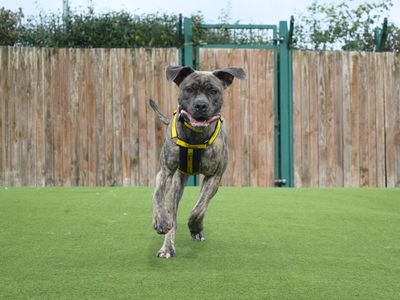 Tigger | Italian Corso Dog Cross | Harefield West London - 3