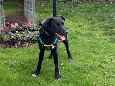 Brodie | Collie (Border) Cross | Salisbury (Wiltshire) - 5