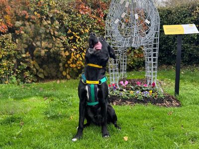 Brodie | Collie (Border) Cross | Salisbury (Wiltshire) - 3