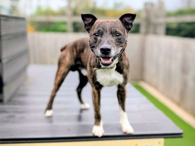 Zeus | Terrier (Staffordshire Bull) Cross | Cardiff - 5