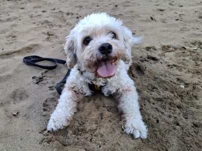 Casey | Bichon Frise Cross | Ilfracombe - 5