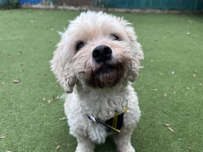Casey | Bichon Frise Cross | Ilfracombe - 3
