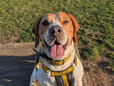 Cindy | Beagle | Evesham (Worcestershire) - 3
