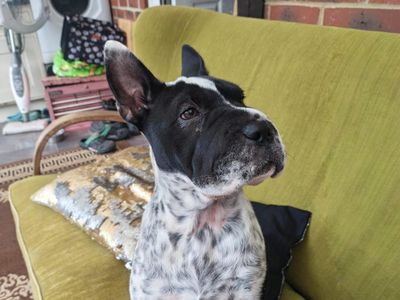 Dailek | Shar Pei Cross | Basildon (Essex) - 5
