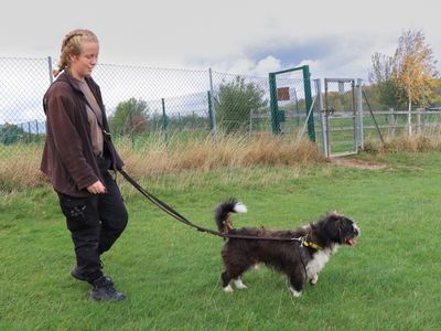 Bertie | Shih Tzu Cross | Evesham (Worcestershire) - 3