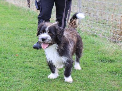 Bertie | Shih Tzu Cross | Evesham (Worcestershire) - 1