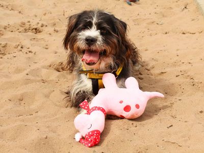 Bertie, a 1 year old male Shih Tzu available for adoption from Dogs Trust in County Durham