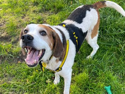Tuppence, a 8 years old male Foxhound available for adoption from Dogs Trust in Shrewsbury, Shropshire
