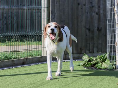 Tuppence, a 8 years old male Foxhound available for adoption from Dogs Trust in West Midlands