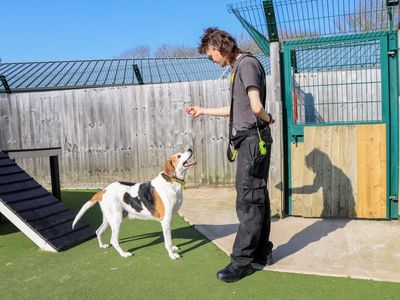 Tuppence | Foxhound | Evesham (Worcestershire) - 3